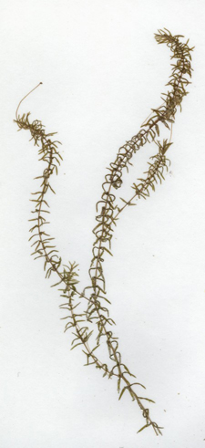 Elodea nuttallii